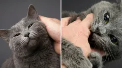 Proč je kočka nejdřív hodná a přátelská, a pak najednou kousne: zajímavá fakta o tomto jevu