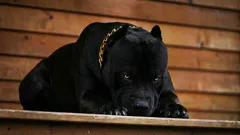 Šest nejodvážnějších plemen psů, kteří se stanou věrnými mazlíčky